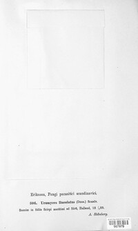 Uromyces lineolatus image